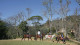 Quinta dos Pinhais - A pousada dispõe de cavalos para passeios pelas lindas paisagens da Serra da Mantiqueira
