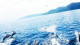 Koro Sun Resort - Um paraíso para poucos. Nadar ao lado dos golfinhos é indescritível