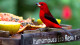 Itamambuca Eco Resort - O tiê-sangue, um dos inúmeros pássaros frequentadores do local