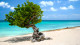 Riu Palace Aruba - As apaixonantes praias em geral são emolduradas pelas divi-divi, árvores tortas cartão-postal da ilha.