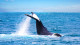 Pousada Casa de Maria - E se a viagem for entre junho e novembro, não deixe de ver de perto as baleias Jubarte, que se reproduzem na região.