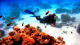 Club Med Cancun - Mediante custo à parte é possível ainda praticar flyboard e mergulho com equipamentos no parque natural submarino.