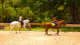 Fazenda Capoava - E, que tal fazer um agradável passeio a cavalo descobrindo as belezas da Fazenda?