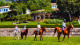 Fazenda Dona Carolina - Mediante custo à parte são oferecidas aulas de equitação com cavalos de alto nível e passeios a cavalo e de charrete. 