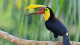 Viale Cataratas - Além da maravilha natural, Foz tem outras incríveis atrações. Por exemplo o Parque das Aves, com mais de 800 animais...