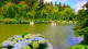 Pousada Rosa - Uma delas é o Lago Negro, lindo lugar com árvores trazidas da região da Floresta Negra, na Alemanha. 