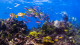Hard Rock Riviera Maya - Ou ainda, as belezas submersas. Oportunidade perfeita para mergulhar! 