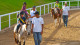 Villa Hípica Resort - Nele, você poderá andar a cavalo com a supervisão de instrutores experientes. 
