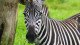 Portobello Resort & Safári - Você conhecerá alguns muito simpáticos, caso da Lua, a zebra, ou então do Kiko, o arisco macaquinho. 
