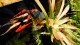 Pousada Bromélias - A belíssima flor que inspirou o nome da Pousada. Os jardins são repletos delas!