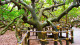 Coral Plaza - Outro destaque no destino é o Cajueiro de Pirangi, o maior do mundo. A 16 km, a árvore ocupa aproximadamente 8.500 m².