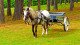 San Raphael Country Hotel - Opções de atividades para todas as idades, como é o caso do passeio a cavalo e de charrete! 