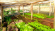 Pousada Vida Verde - Algumas das verduras servidas pelo restaurante são plantadas na horta agroecológica da própria pousada. 